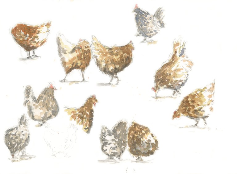 Chickens-16_edited copy